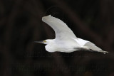 Little Egret_1099.jpg