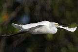 Little Egret_2192.jpg