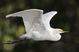 Little Egret_2193.jpg