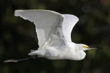 Little Egret_2195.jpg