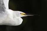 Little Egret_2197.jpg