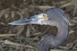 Great-billed Heron_3537.jpg