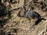 Great-billed Heron_3569.jpg