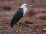 Pied Heron_7006.jpg