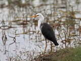 Pied Heron_7113.jpg