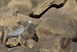 White-faced Heron_8330.jpg