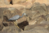 White-faced Heron_8411.jpg