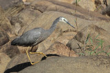 White-faced Heron_8461.jpg