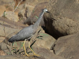 White-faced Heron_8469.jpg