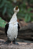Little Pied Cormorant_6462.jpg