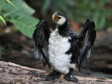 Little Pied Cormorant_6473.jpg