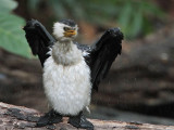 Little Pied Cormorant_6474.jpg