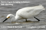 Snowy-Egret_8727-8-400.gif