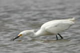 Snowy Egret_8618.jpg