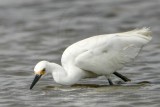 Snowy Egret_8639.jpg