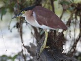 Nankeen Night-Heron 3223.jpg