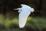 Intermediate Egret 3538.jpg