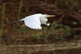 Intermediate Egret 3570.jpg