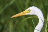 Intermediate Egret 4669crop.jpg