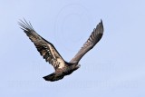 _MG_5291 Bald Eagle.jpg