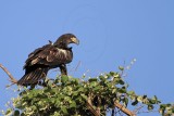 _MG_5716 Bald Eagle.jpg
