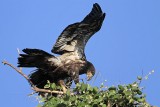 _MG_5752 Bald Eagle.jpg