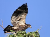 _MG_5798 Bald Eagle.jpg