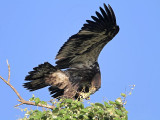 _MG_5816 Bald Eagle.jpg