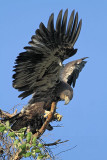 _MG_6246 Bald Eagle.jpg