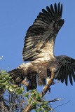 _MG_6253 Bald Eagle.jpg