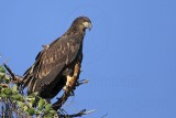 _MG_6288 Bald Eagle.jpg