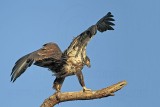 _MG_6491 Bald Eagle.jpg