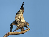 _MG_6496 Bald Eagle.jpg