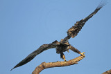 _MG_6632 Bald Eagle.jpg