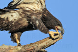 Bald Eagles fledgling 2010 - keeping balance on “three legs”