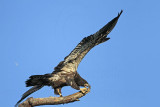 _MG_6651 Bald Eagle.jpg