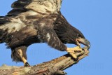 _MG_6651crop Bald Eagle.jpg
