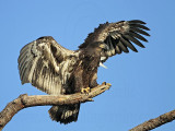 _MG_6759 Bald Eagle.jpg