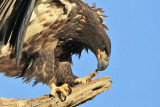 _MG_6794crop Bald Eagle.jpg