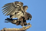 _MG_6799 Bald Eagle.jpg