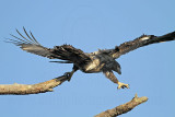 _MG_6844 Bald Eagle.jpg