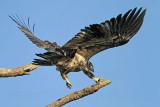 _MG_6846 Bald Eagle.jpg