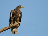 _MG_7044 Bald Eagle.jpg