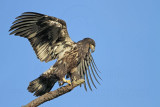 _MG_7214 Bald Eagle.jpg