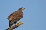 _MG_7313 Bald Eagle.jpg