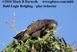 _MG_5941-4 Bald Eagle.gif