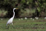 _MG_0609 Eastern Great Egret.jpg