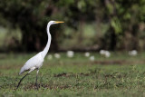 _MG_0615 Eastern Great Egret.jpg