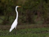 _MG_0635 Eastern Great Egret.jpg