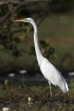 _MG_0844 Eastern Great Egret.jpg